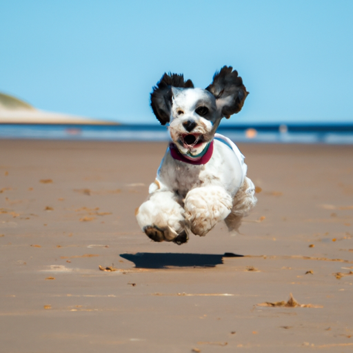 Hundeudstyr – Gør din hunds liv sjovere